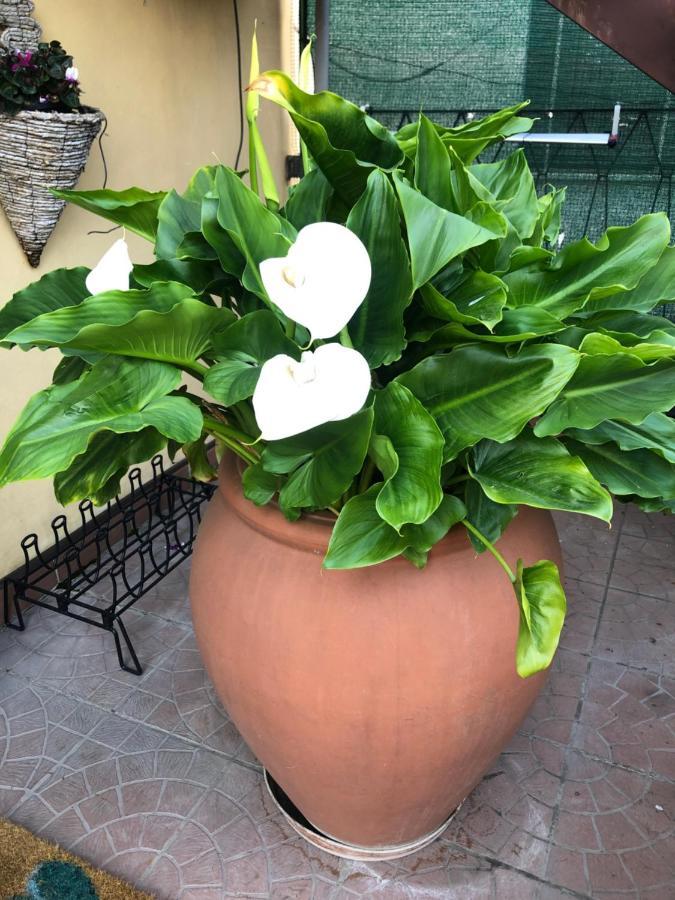 Touristic Apartment "Agata" Sirmione Exterior foto