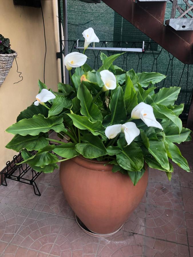 Touristic Apartment "Agata" Sirmione Exterior foto